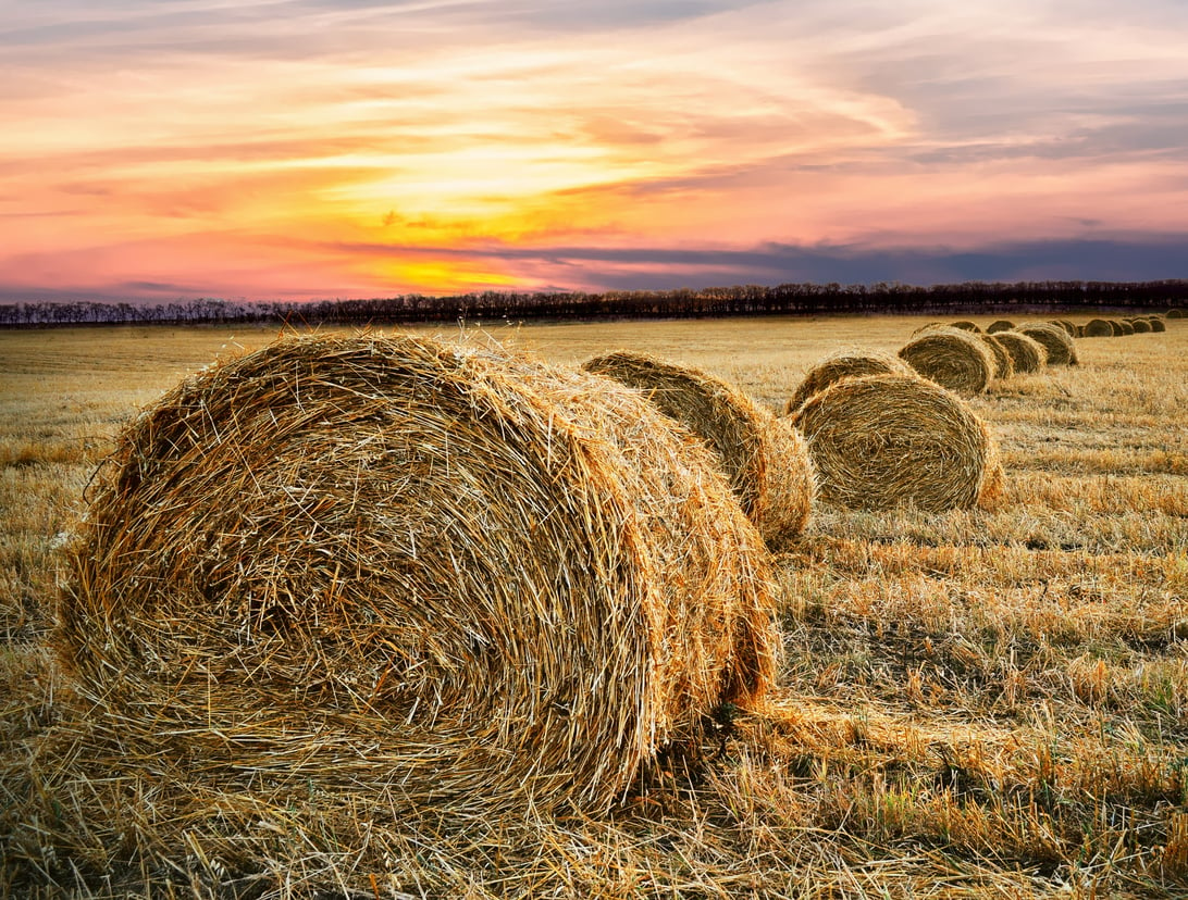 Hay Bales in the Farm